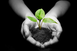 plant in hands