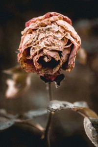 flower-765482_1280